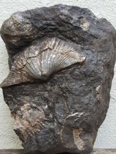 Brachiopode - Sur gangue -