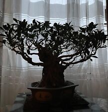 Bonsaï CENTENAIRE Rémy Samson  ( 100 Ans Collection France ) International Tree