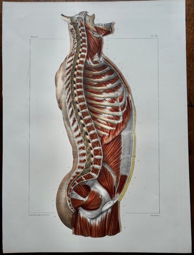 Anatomie medecine bourgery - anatomie,