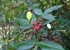 Poivrier du Timut BIO - Plant - Zanthoxylum armatum - 20-40 cm