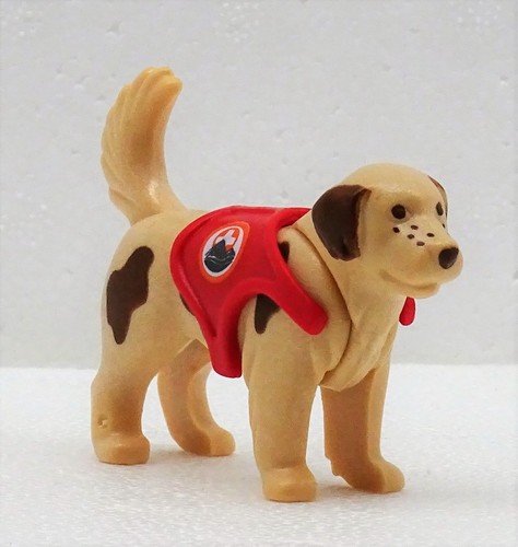 Bernhardiner chien - chien, +