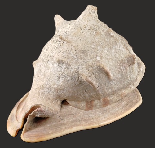 Gros coquillage conque naturel