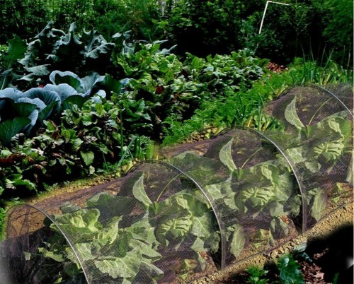 Flo tunnel culture - tunnel, plantes