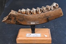 Machoire  de cerf elaphe fossile Pléistocéne Mer du Nord 190mm