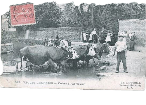 Veules les roses top - roses, carte