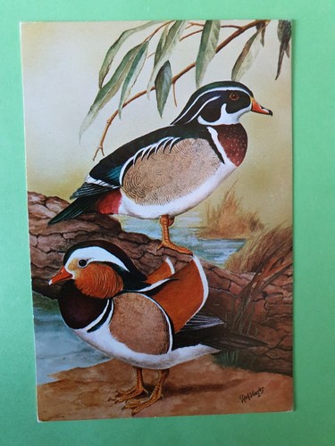 Carte postale canard - gf,