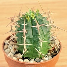 Euphorbia stellispina, pot 5,5