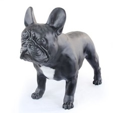 Bouledogue français - , i