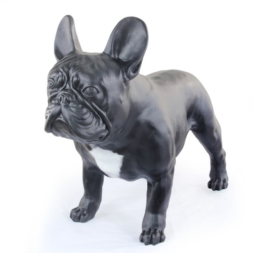 Bouledogue français - , i