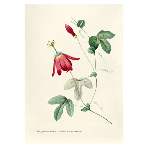 Affiche botanique fleur de - botanique,