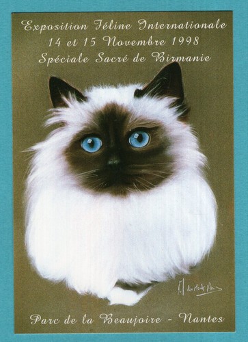 Chat sacré birmanie - :, de