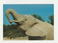 ELEPHANT D'AFRIQUE LOXODONTA AFRICANA carte postale RESERVE AFRICAINE DE SIGEAN