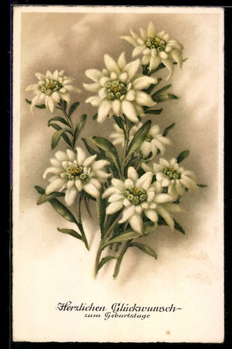 Edelweiss fleurs près - edelweiss,
