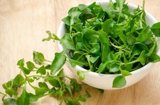 400 Graines de Cresson Alénois - légumes ancien salade - semences paysannes