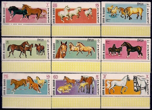Umm qiwain 1969 - umm, pur-sang
