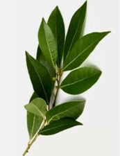 40 feuilles fraiches de Laurier Sauce de Corrèze 100% Bio + 10 Offertes