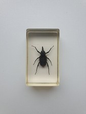 Insecte inclusion résine -