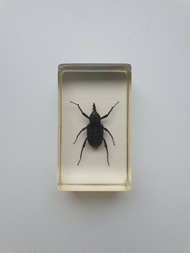 Insecte inclusion résine - ,