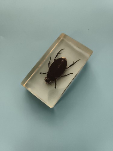 Bloc entomologique insecte