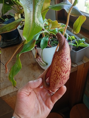 Plante carnivore nephentes - carnivore,