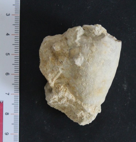 Calice crinoïde bajocien - de,