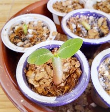 3 graines germées de Rose du