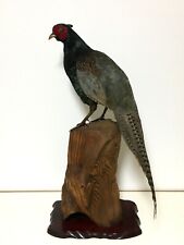 animaux en peluche japonais