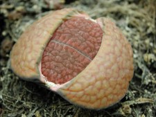 Lithops hookeri v