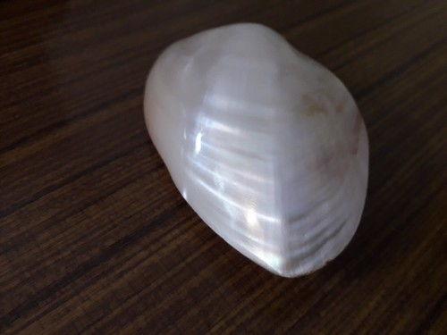 Beau coquillage nacre - coquillage, blanc
