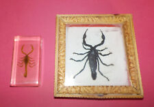 2 SCORPIONS naturalisés cabinet de curiosités 1 sous cadre & 1 en résine - C5