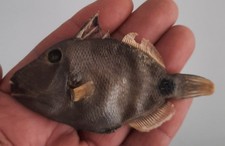 curiosité , taxidermie 