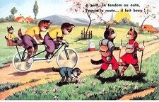 Animaux - n°88904 - Chats - A pied, en tandem ou auto, prenez la route ... il