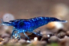 12 Crevettes caridines bleues