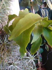  Selenicereus grandiflorus bouture 