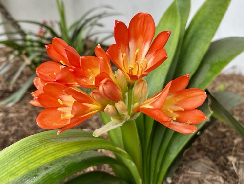 Clivia miniata natal lily 5 - miniata,,
