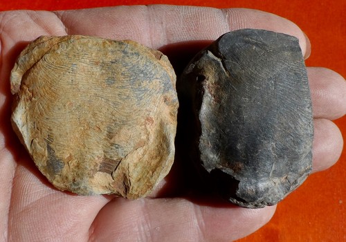 Hypostomes trilobites - de,