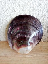 Nacre, coquillage souvenir de