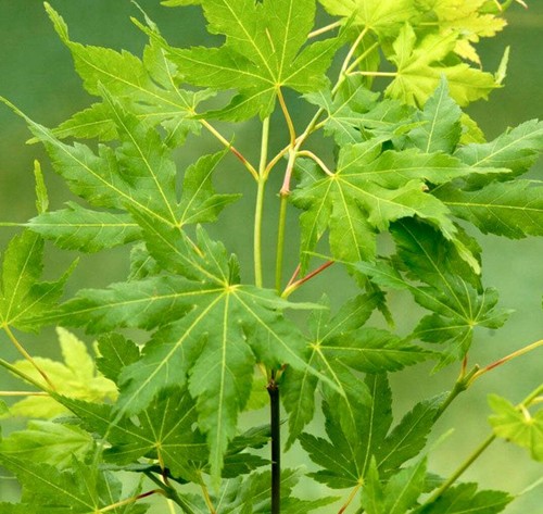 Acer palmatum winter - palmatum, cv