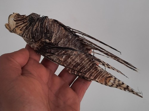 Curiosité taxidermie - curiosité, ,