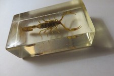 ancien presse papier résine Scorpion incrusté