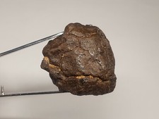 Meteorite Chondrite NWA du