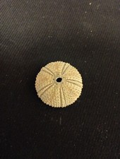 SQUELETTE COQUILLE OURSIN