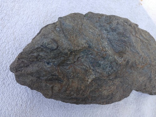 Poisson fossile 1kg cm - 1kg,