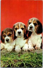 Trois Beagle Chiots Chien Carte Postale