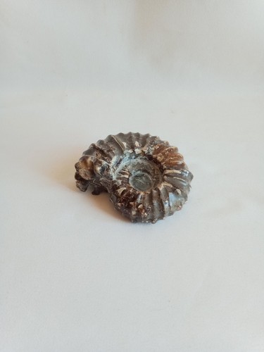 Fossile coquillage - fossile,