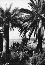 6 NICE LA FLORE NICOISE MONT BORON