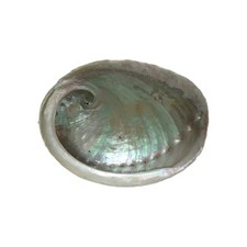 Coquille d'ormeau Haliotis