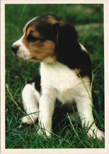 Cpa beagle dog - cpa, (1178612)