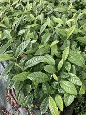 Neflier du Japon, Eriobotrya japonica 5 a 50 jeunes plantes