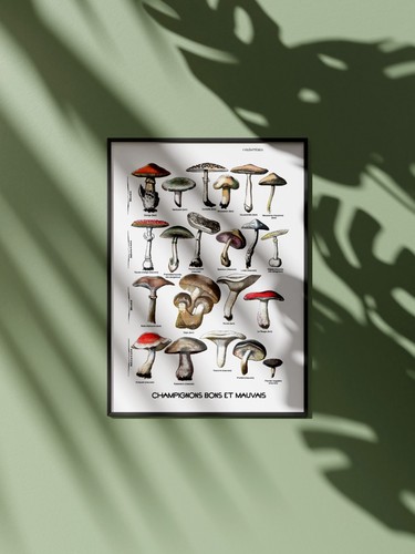 Affiche champignons vintage - affiche,
